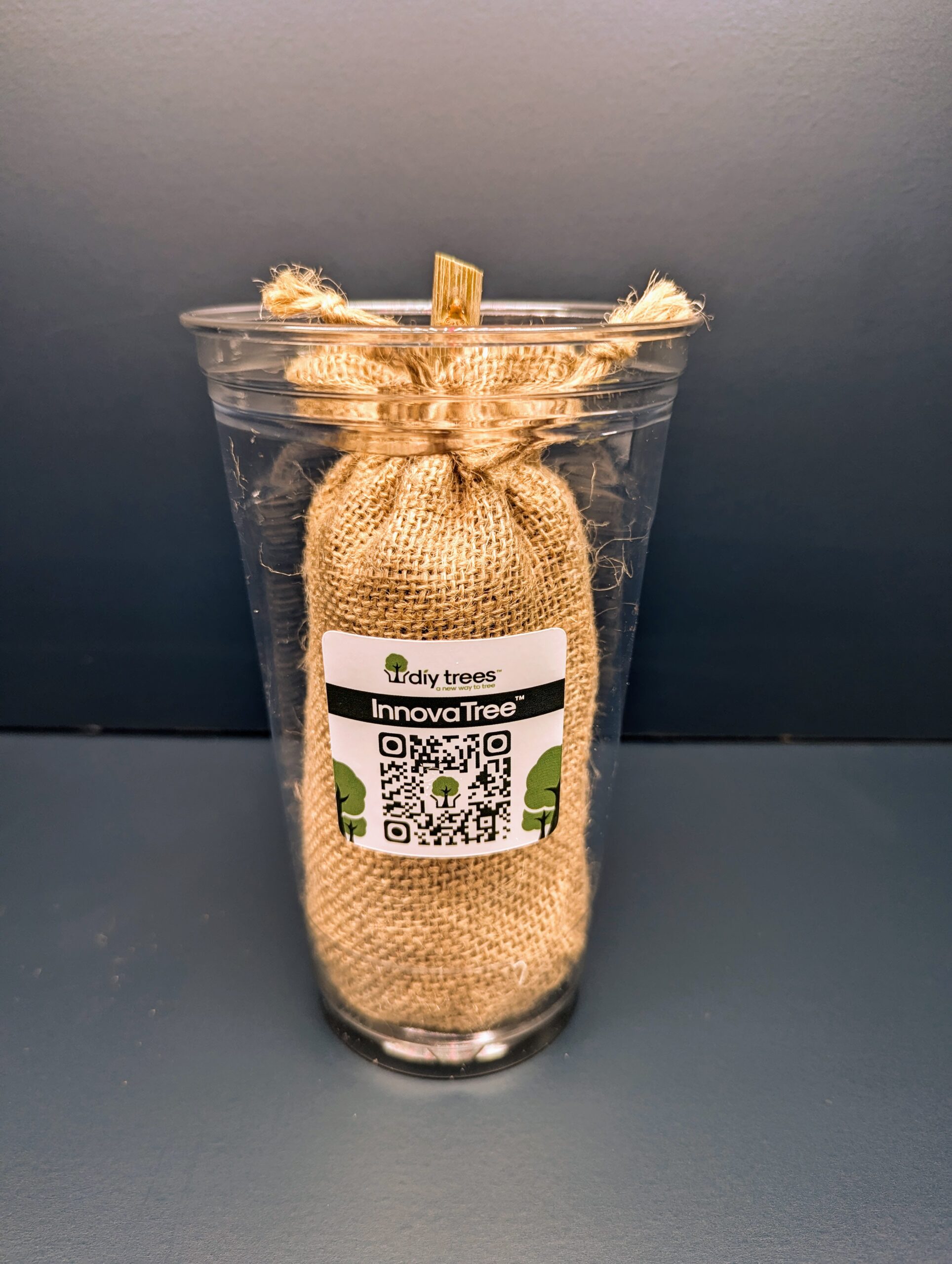 Mature InnovaTree hybrid poplar